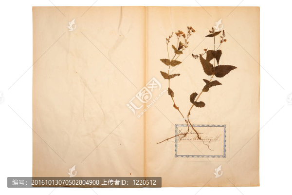 舊的干花；發(fā)黃的紙