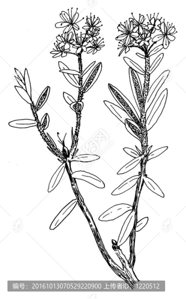 拉布拉多茶