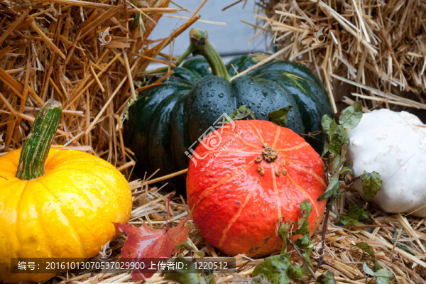 彩色南瓜-匯圖網(wǎng) www.fosd68.com 彩色南瓜