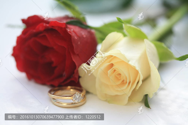紅玫瑰；白玫瑰和婚紗