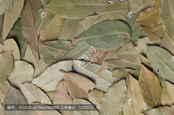 月桂樹葉
