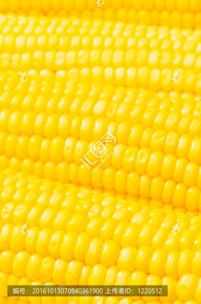 大特寫的黃色玉米棒子