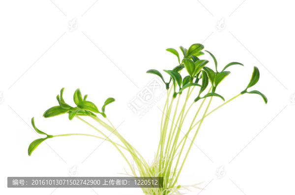綠色的小樹(shù)孤立在白色背景
