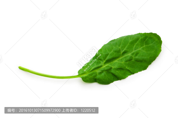 綠色背景下的綠葉