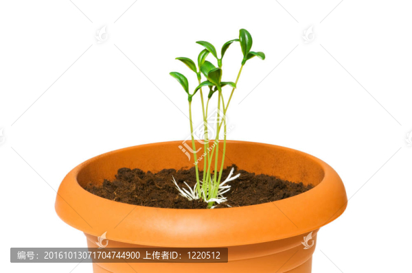 在粘土盆栽綠化苗木
