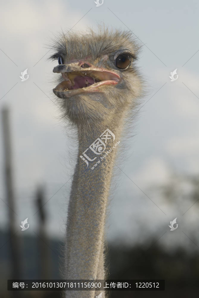 鴕鳥的頭