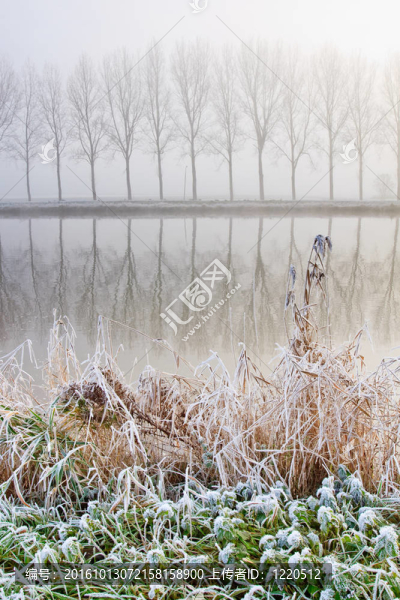 對(duì)蘆葦?shù)倪\(yùn)河旁的Hoar,frost