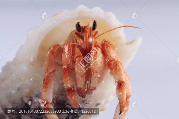 寄居蟹