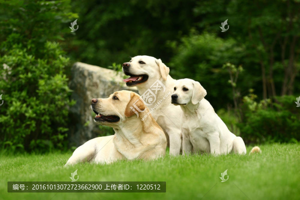 三白狗