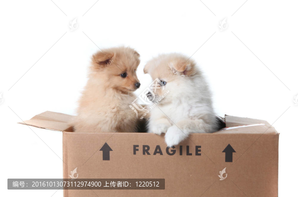 博美犬幼犬在一個紙板箱