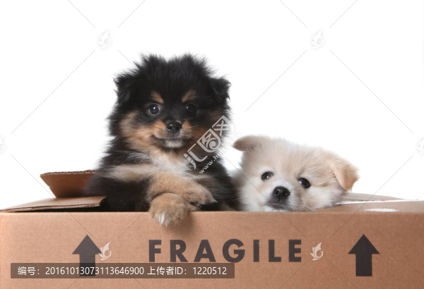 可愛的博美犬幼犬在一個紙板箱