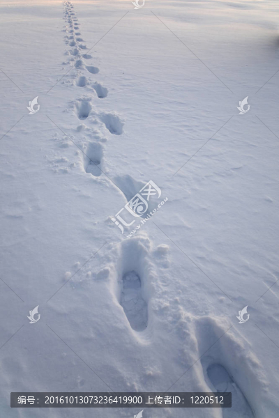 雪地里的腳印