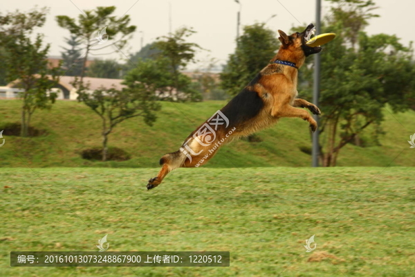 德國牧羊犬和飛盤