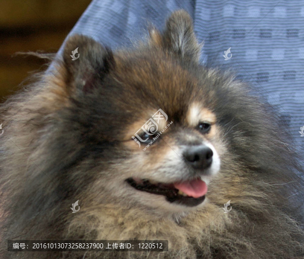 博美犬是遠