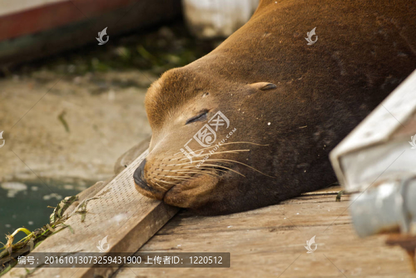 睡覺的海獅
