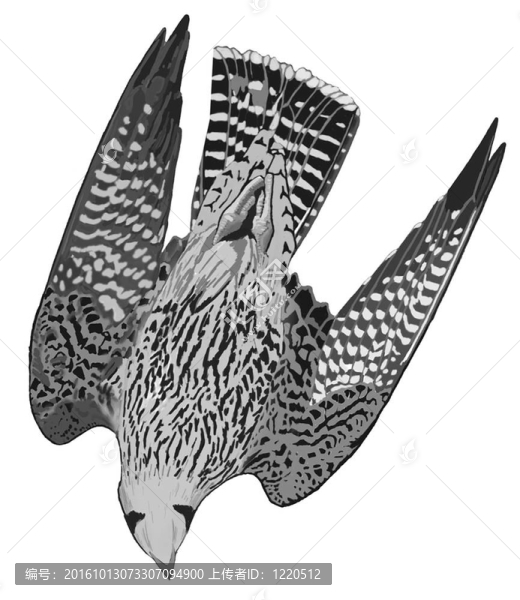 游隼