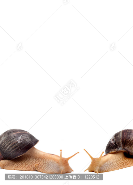 蝸牛