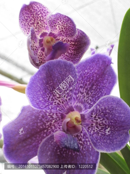 蘭花