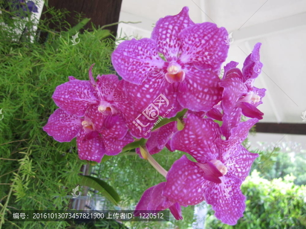 蘭花