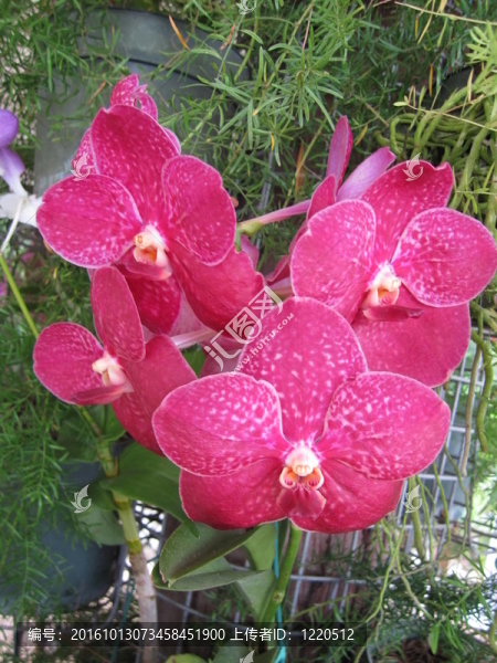蘭花
