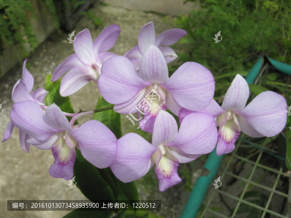 蘭花