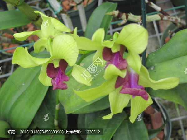 蘭花