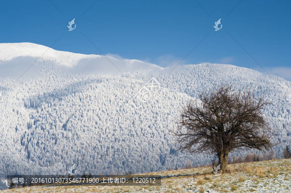 樹木；田野和雪山