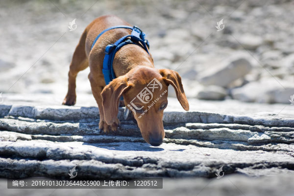 迷你臘腸犬嗅巖石上
