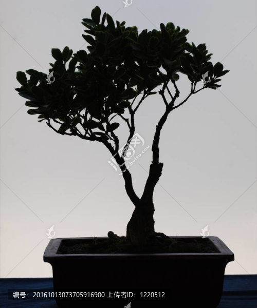 盆栽