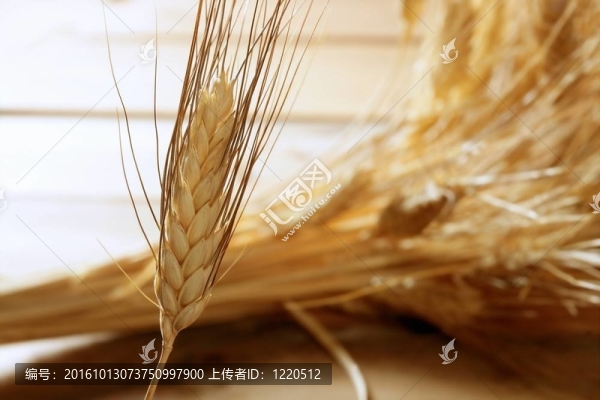 黃金小麥谷；還有生命