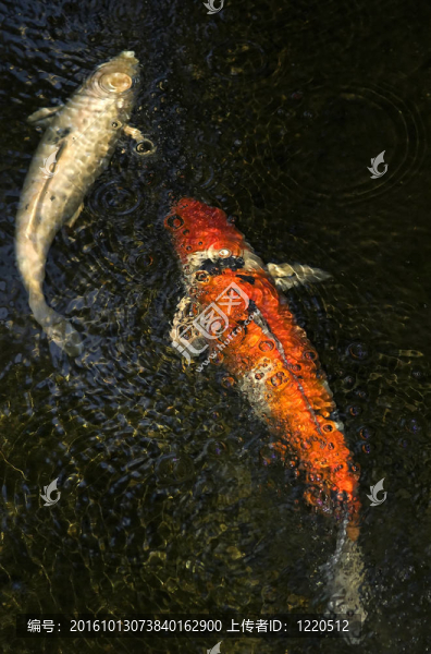 錦鯉