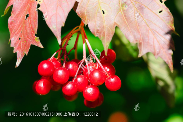 珊瑚紅色漿果灌木片段