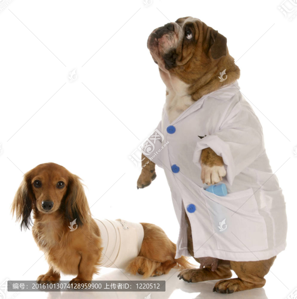 英國(guó)斗牛犬的醫(yī)生或獸醫(yī)受傷的臘腸