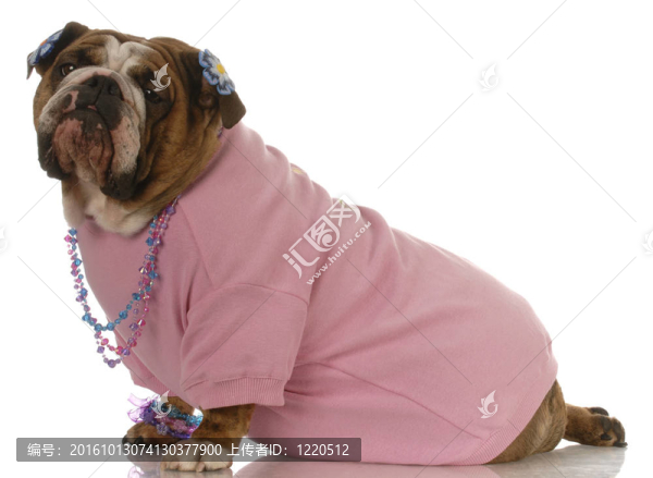 女性的英國斗牛犬穿著粉紅色的衣服和珠寶