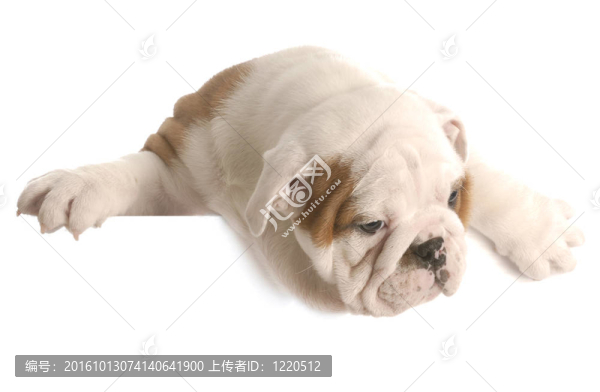 八周齡的英國斗牛犬掛在白色的前景