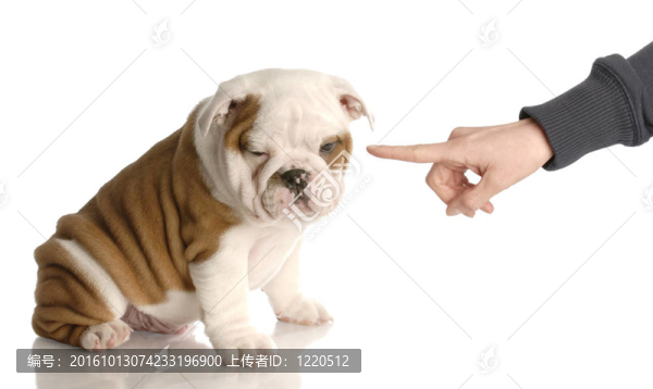 壞狗的人手里搖著手指在九周齡的英國(guó)斗牛犬