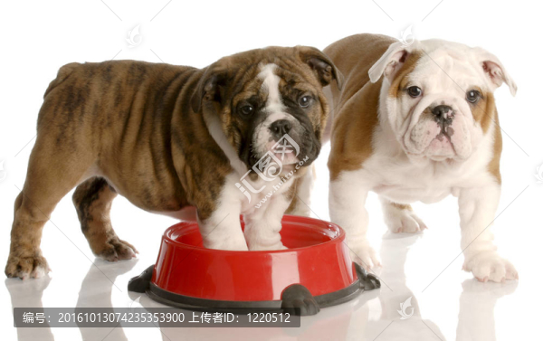 二九周齡的英國斗牛犬幼犬和一個(gè)紅色的狗食盤