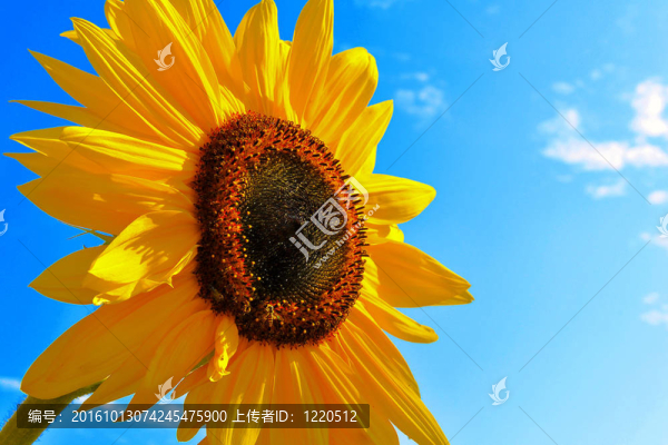 夏天的向日葵