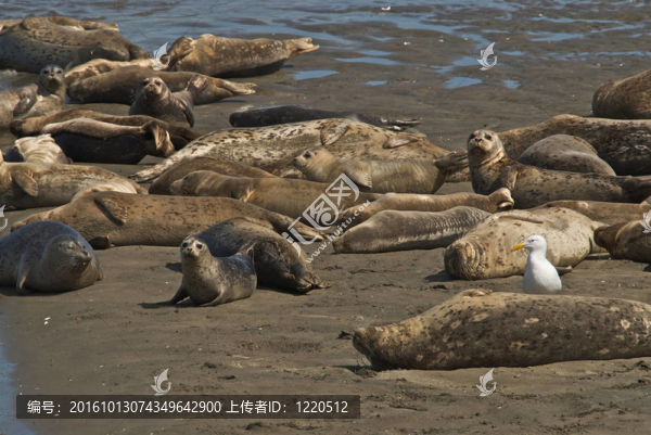 膽小的生物；海豹和海獅追求海洋的安全