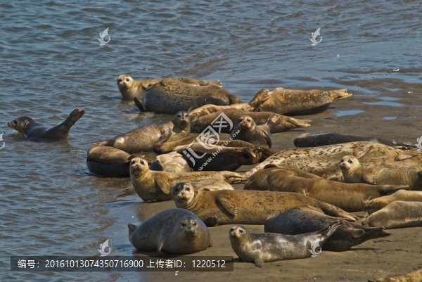 海豹和海獅共享同一個(gè)海灘
