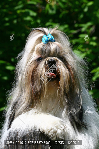 Shih,Tzu