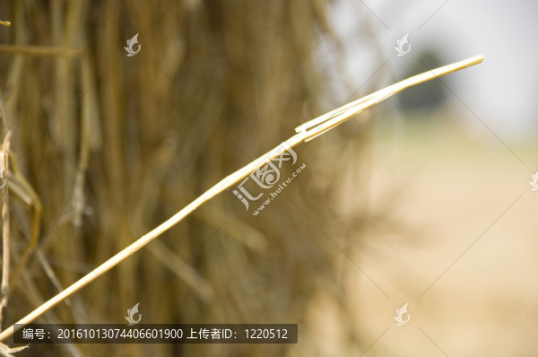 農(nóng)業(yè)