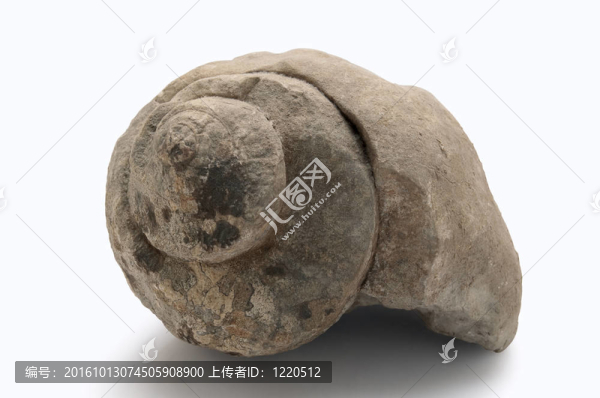 舊的軟體動(dòng)物化石