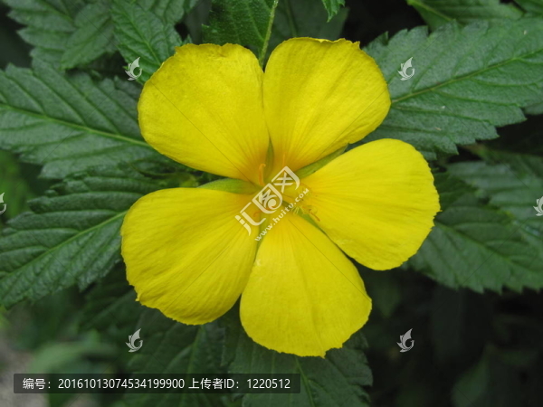 蘭花
