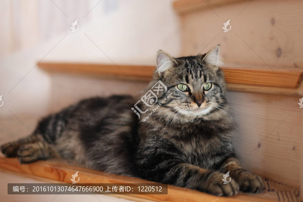 貓坐