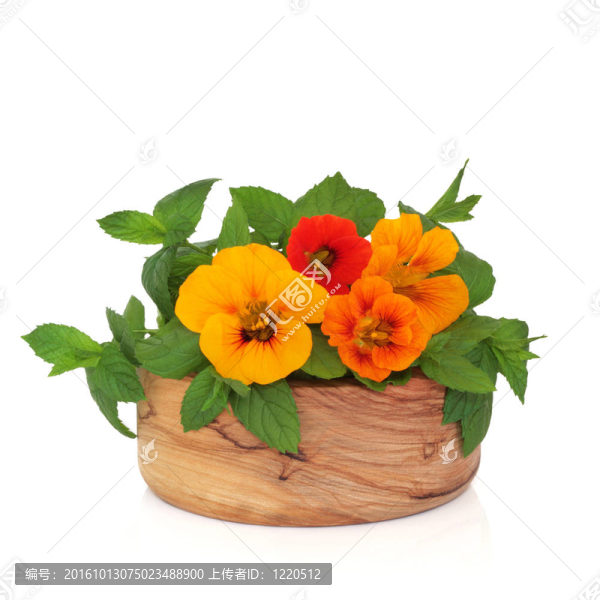 Nasturtian,Flowers和薄荷