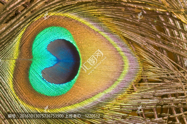 孔雀羽毛