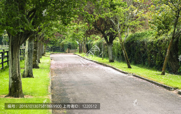 日本花園里的胡同