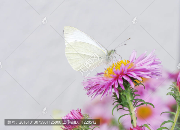 白色和粉色butterfy紫苑