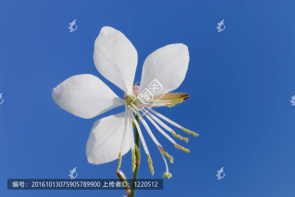 白色的花
